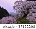宇陀桜 37122208