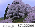 宇陀桜 37122209