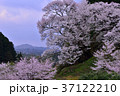 宇陀桜 37122210