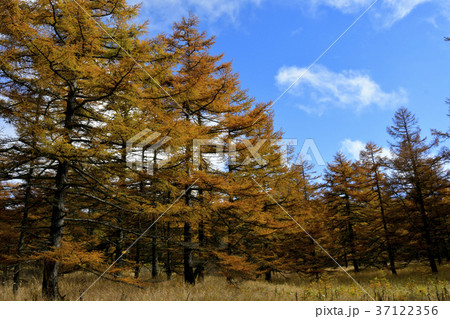 カラマツ林の紅葉 カラマツ林の紅葉 37122356