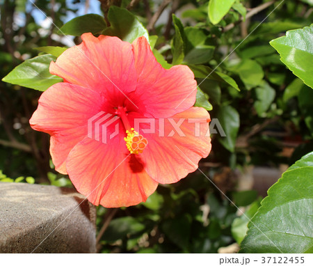 hibiscus flower in the garden 37122455