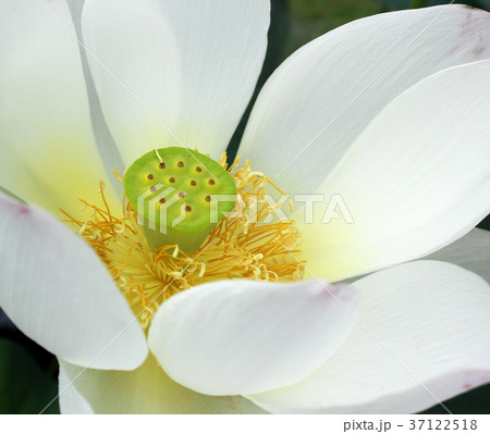 Lotus flower and Lotus flower plants Lotus flower and Lotus flower plants 37122518
