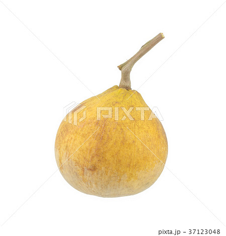 Santol meliaceae fruit isolated on white  37123048