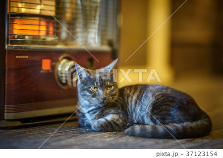 ストーブの前で気持ちよさそうにしている猫 ストーブの前で気持ちよさそうにしている猫 37123154