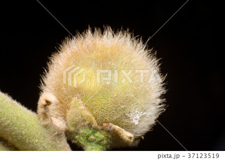 close up Hairy-fruited eggplant close up Hairy-fruited eggplant 37123519