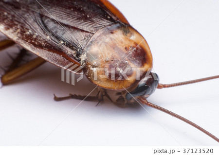 close up cockroach on white background 37123520