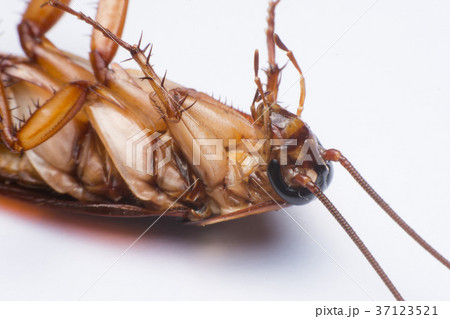 close up cockroach on white background close up cockroach on white background 37123521