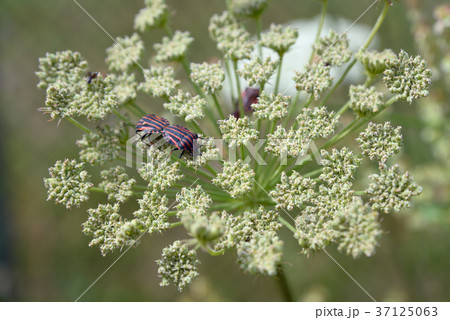Bugs mating 37125063