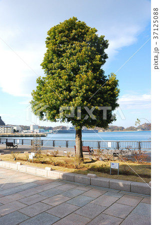 神奈川県横須賀市ヴェルニー公園の風景 神奈川県横須賀市ヴェルニー公園の風景 37125088