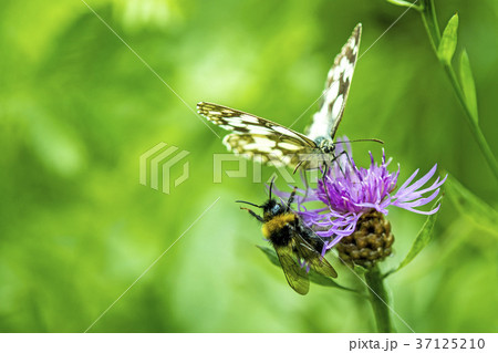 marbled white butterfly marbled white butterfly 37125210