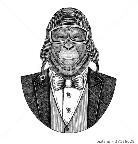 Gorilla, monkey, ape. Animal wearing jacket with Gorilla, monkey, ape. Animal wearing jacket with 37126029