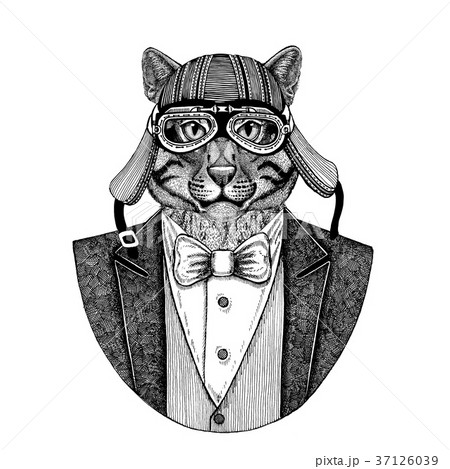Wild cat Fishing cat Animal wearing jacket with Wild cat Fishing cat Animal wearing jacket with 37126039