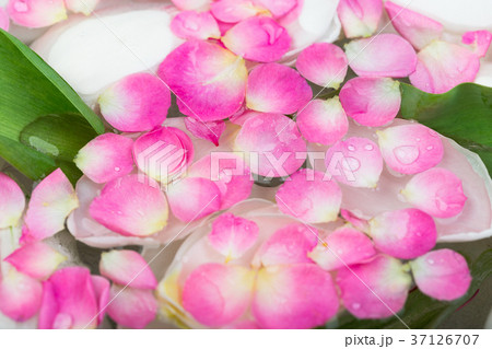 environment, spring, beauty concept. close up of 37126707