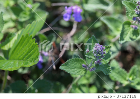 ネペタファーセニーの花の蕾 ネペタファーセニーの花の蕾 37127119