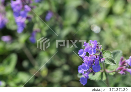 ネペタファーセニーの花 37127120