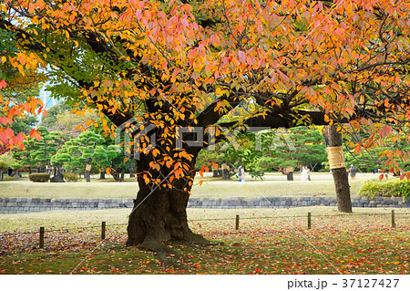浜離宮恩賜公園の桜の木の紅葉の写真素材