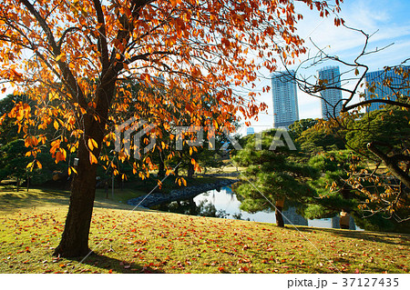 浜離宮恩賜公園の紅葉 37127435