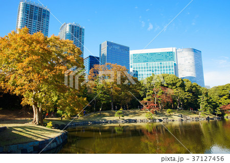 浜離宮恩賜公園の紅葉と湖面に映える景観 37127456