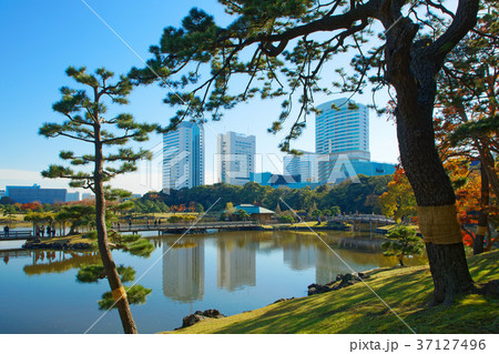 浜離宮恩賜庭園の松の木と紅葉の写真素材