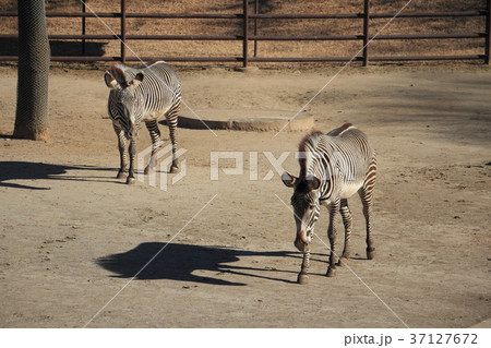千葉市動物公園　グレービーシマウマ 37127672
