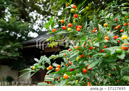 名主の滝公園のカラフルなフユサンゴの実の写真素材