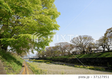 芹川のけやき並木 芹川のけやき並木 37127951