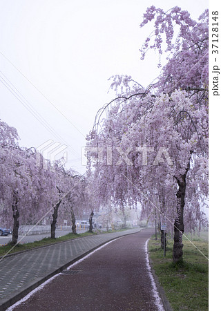 霧に覆われた日中線記念自転車歩行者道の幻想的な桜並木約3kmの遊歩道に1000本のしだれ桜が咲き誇るの写真素材