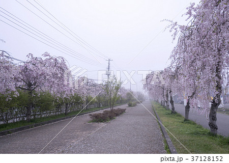 霧に覆われた日中線記念自転車歩行者道の幻想的な桜並木約3kmの遊歩道に1000本のしだれ桜が咲き誇る 霧に覆われた日中線記念自転車歩行者道の幻想的な桜並木約3kmの遊歩道に1000本のしだれ桜が咲き誇る 37128152