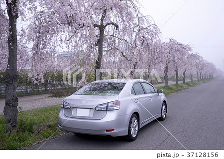 霧に覆われた日中線記念自転車歩行者道の幻想的な桜並木約3kmの遊歩道に1000本のしだれ桜が咲き誇る 37128156