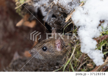 巣穴から顔を出すネズミの写真素材