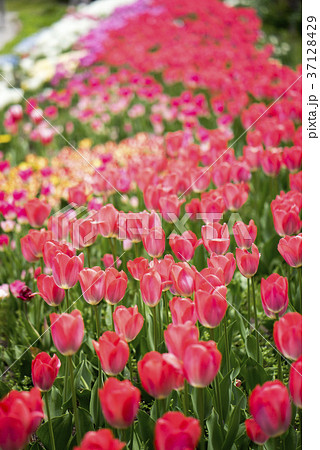 春の光を透過し透き通った鮮やかなチューリップ仙台泉ボタニカルガーデンの写真素材