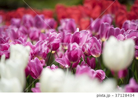 春の光を透過し透き通った鮮やかなチューリップ仙台泉ボタニカルガーデンの写真素材