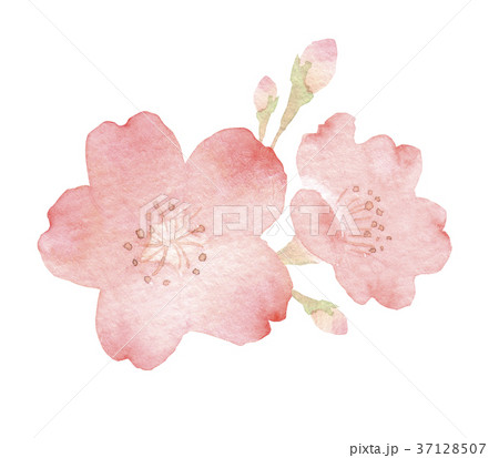 桜 花 水彩 イラストのイラスト素材