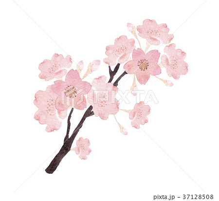 桜 枝 水彩 イラストのイラスト素材