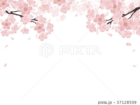 桜 背景 水彩 イラストのイラスト素材