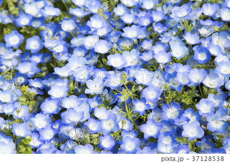 ネモフィラの花畑 ネモフィラの花畑 37128538