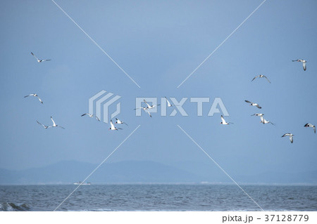海 鳥 黄海 37128779