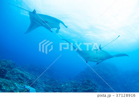 マンタ 37128916
