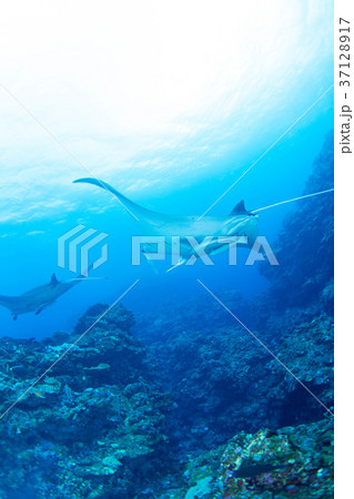 マンタ マンタ 37128917