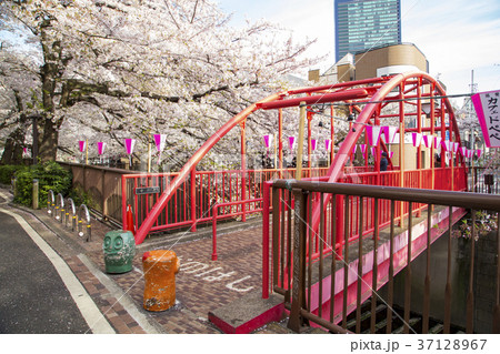 目黒川の桜(中の橋) 目黒川の桜(中の橋) 37128967