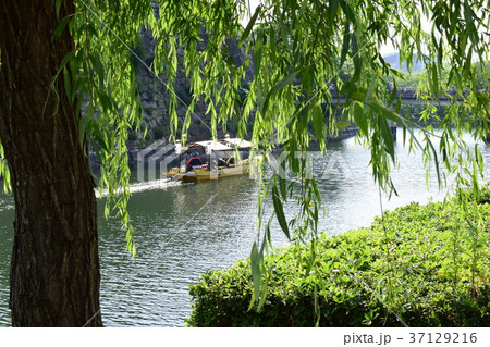 逆光の新緑 37129216