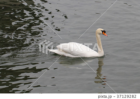 Swim Swan bay beside water lake Switzerland bird 37129282