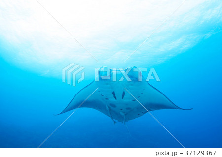 マンタ 37129367