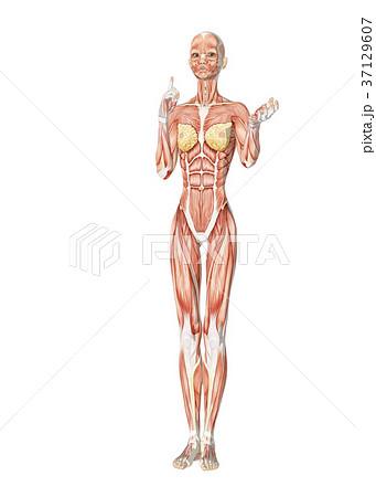 女性 解剖 筋肉３dcg イラスト素材のイラスト素材