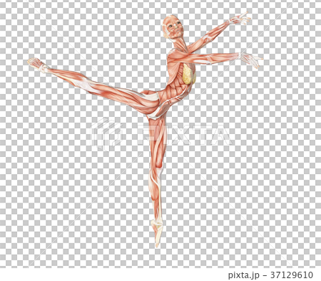 女性在舞蹈姿勢解剖肌肉3DCG插圖素材 37129610