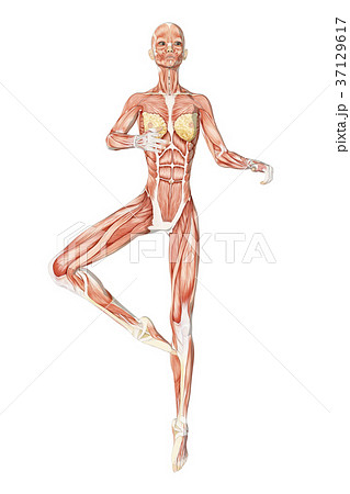 ダンスポーズの女性 解剖 筋肉３dcg イラスト素材のイラスト素材