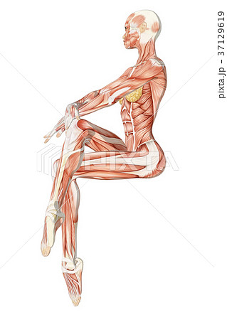 ダンスポーズの女性 解剖 筋肉３dcg イラスト素材のイラスト素材