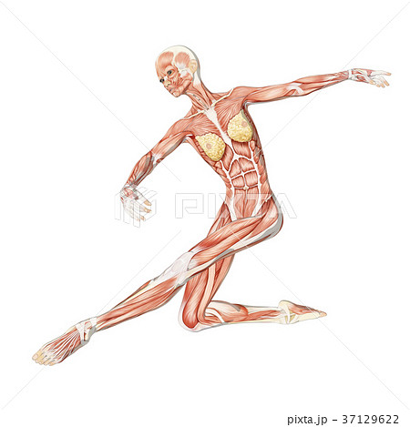 ダンスポーズの女性 解剖 筋肉３dcg イラスト素材のイラスト素材