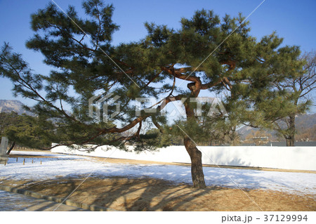 松 韓国 ソウル 37129994