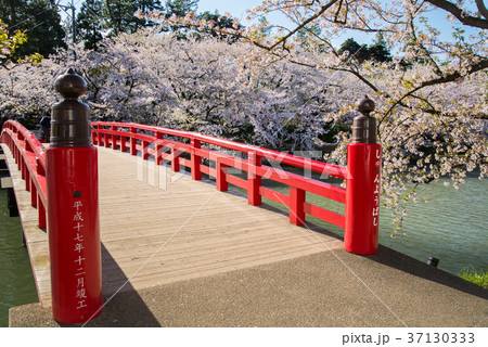 弘前城 春陽橋と桜 弘前城 春陽橋と桜 37130333